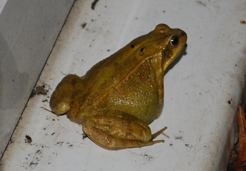 Frog in garden, November 2010